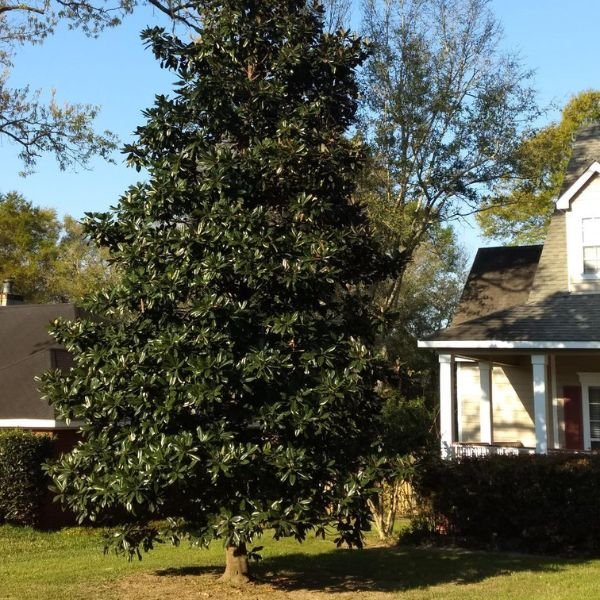 little gem magnolia planted next to house Little Gem Magnolia Tree