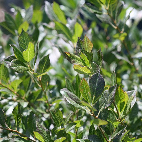 Little Goblin&reg; Guy Winterberry Holly - Nature Hills Nursery - #3 Container - 