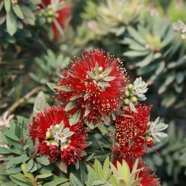 Little John Dwarf Bottlebrush blooms