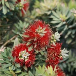 Little John Dwarf Bottlebrush - Nature Hills Nursery - #5 Container - 