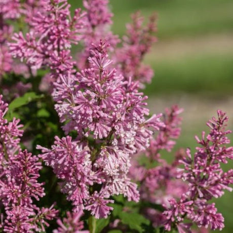 Close-up of purple, pink syringa flowers on Little Lady™ Lilac blooming in late spring to early summer.