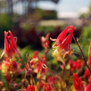 Little Lanterns Columbine (Aquilegia canadensis 'Little Lanterns'), a perennial featuring red, yellow flowers and perennial.