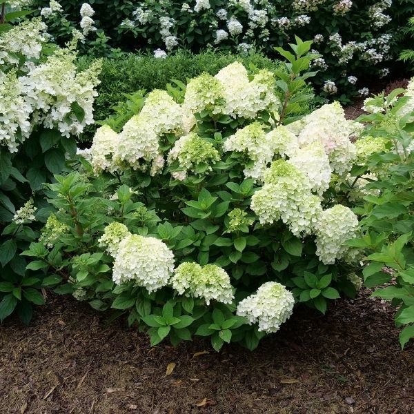Little Lime Punch&trade; Panicle Hydrangea - Nature Hills Nursery - #3 Container - 