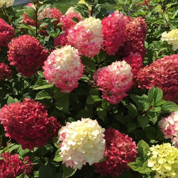 Little Lime Punch&trade; Panicle Hydrangea - Nature Hills Nursery - #3 Container - 