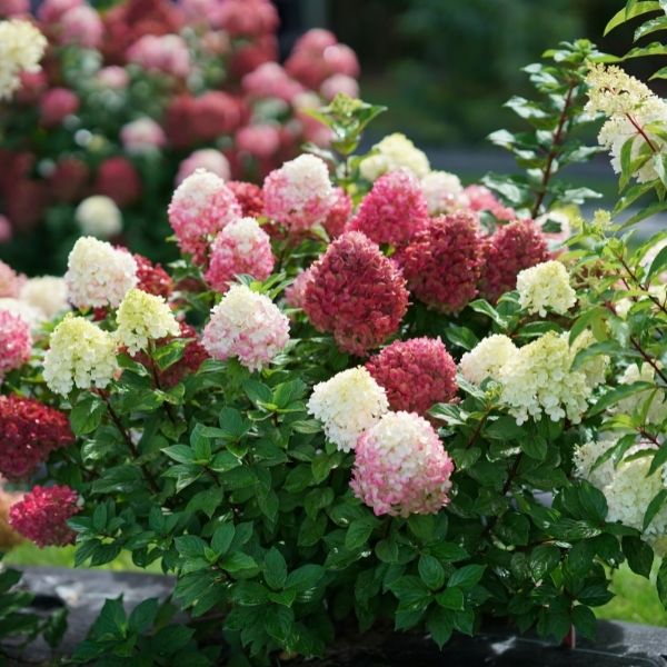Little Lime Punch&trade; Panicle Hydrangea - Nature Hills Nursery - #3 Container - 