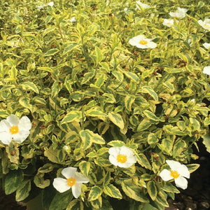Little Miss Sunshine Rock Rose - Nature Hills Nursery - #3 Container - 