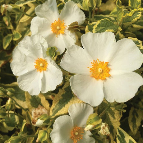 Little Miss Sunshine Rock Rose - Nature Hills Nursery - #3 Container - 