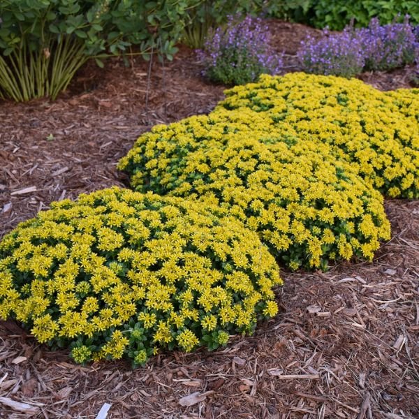 Little Miss Sunshine Sedum | Buy at NatureHills.com