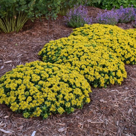 Little Miss Sunshine Sedum (Sedum 'Little Miss Sunshine' PP30,039) planted in a residential landscape.