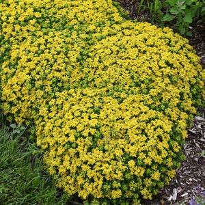 Little Miss Sunshine Sedum (Sedum 'Little Miss Sunshine' PP30,039) growing in a garden landscape, showing mature perennial form.