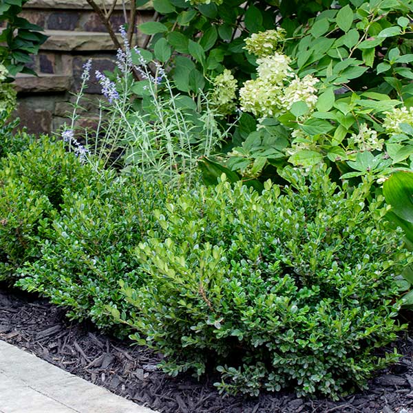 Dwarf English Boxwood | Buy Now At NatureHills.com