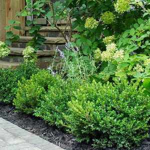 Little Missy Boxwood - Nature Hills Nursery - #3 Container - 