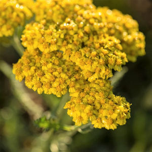 Little Moonshine Yarrow - Nature Hills Nursery - #1 Container - 