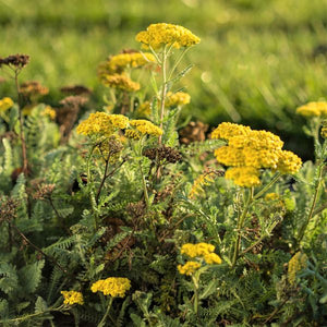 Little Moonshine Yarrow - Nature Hills Nursery - #1 Container - 