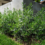 Little Ollie&reg; Dwarf Olive Tree