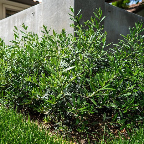 Little Ollie&reg; Dwarf Olive Tree