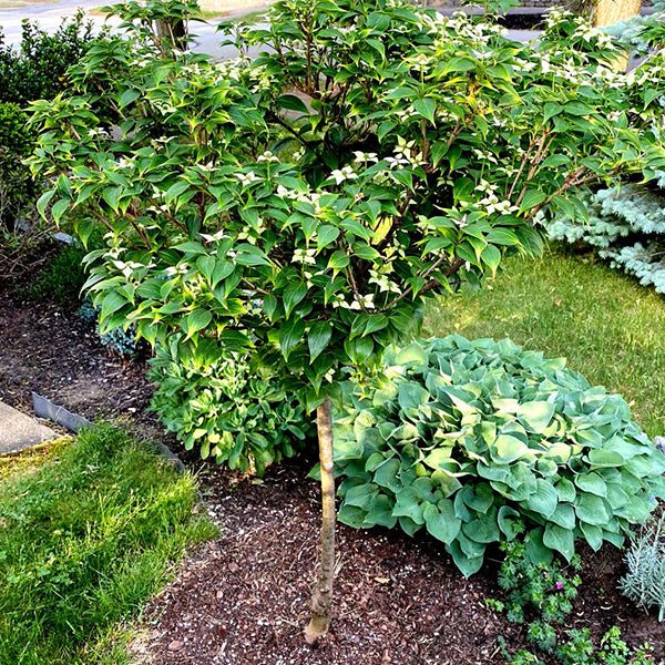 Little Poncho Dogwood Tree - Nature Hills Nursery - #2 Container - 