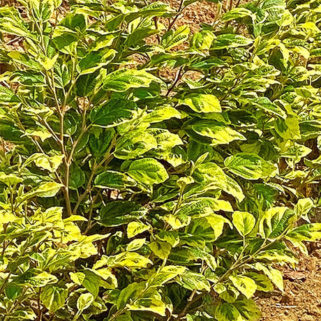 Little Prospect Witch Hazel - Nature Hills Nursery - #3 Container - 