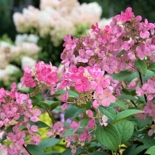 Proven Winners Little Quick Fire Panicle Hydrangea - Thumbnail 4