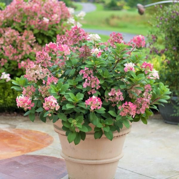 Proven Winners Little Quick Fire Panicle Hydrangea - Thumbnail 3