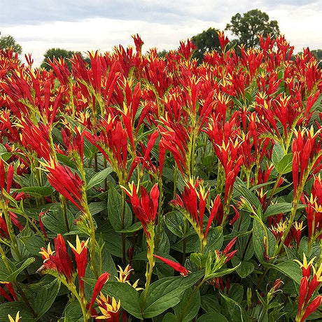 Little Redhead Indian Pink (Spigelia marilandica 'Little Redhead') planted in a residential landscape.