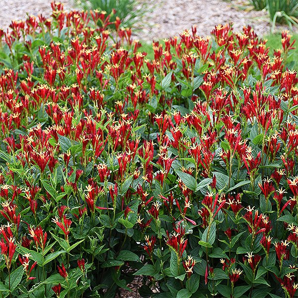 Close-up of red, yellow spigelia flowers on Little Redhead Indian Pink blooming in late spring to early summer to late summer.