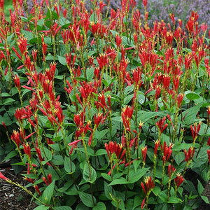 Perennial foliage of Little Redhead Indian Pink (Spigelia marilandica 'Little Redhead') in a garden setting.