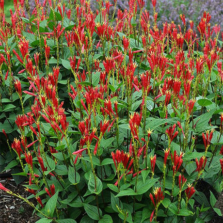 Perennial foliage of Little Redhead Indian Pink (Spigelia marilandica 'Little Redhead') in a garden setting.