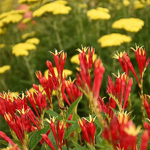 Little Redhead Indian Pink (Spigelia marilandica 'Little Redhead'), a perennial featuring red, yellow flowers and perennial.
