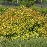 Little Spark® Spirea - Nature Hills Nursery - #3 Container 1 - 2 Feet - 