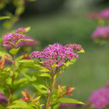 Little Spark® Spirea - Nature Hills Nursery - #3 Container 1 - 2 Feet - 