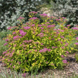 Little Spark® Spirea - Nature Hills Nursery - #3 Container 1 - 2 Feet - 