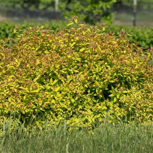 Red fall foliage on Little Spark® Spirea (Spiraea jap. 'Minspil04' PP30,819).