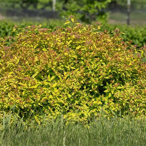 Red fall foliage on Little Spark® Spirea (Spiraea jap. 'Minspil04' PP30,819).