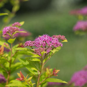 Close-up of pink spiraea flowers on Little Spark® Spirea blooming in late spring to early summer to late summer.