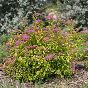 Deciduous foliage of Little Spark® Spirea (Spiraea jap. 'Minspil04' PP30,819) in a garden setting.