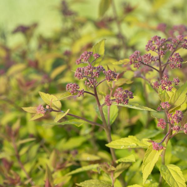 Little Spark® Spirea (Spiraea jap. 'Minspil04' PP30,819) growing in a garden landscape, showing mature shrub form.