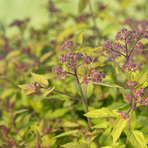 Little Spark® Spirea (Spiraea jap. 'Minspil04' PP30,819) growing in a garden landscape, showing mature shrub form.