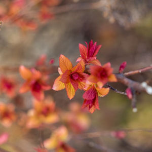 Little Spark® Spirea (Spiraea jap. 'Minspil04' PP30,819) shrub detail, image 6 of 6.