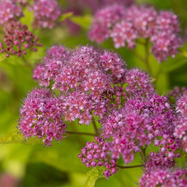 Little Spark® Spirea (Spiraea jap. 'Minspil04' PP30,819), a shrub featuring pink flowers and deciduous.