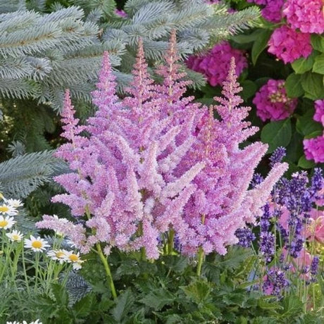 Little Vision in Purple Astilbe (Astilbe chinensis 'Little Vision in Purple'), a perennial featuring purple, pink flowers and perennial.