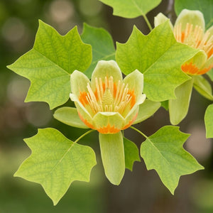 Little Volunteer Tulip Tree blooms with yellow-green petals and orange markings surrounded by distinctive lobed foliage.