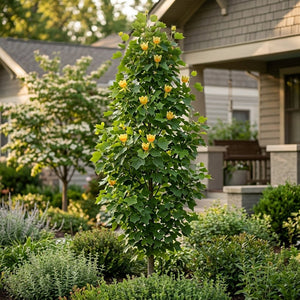 Little Volunteer Tulip Tree with yellow-orange blooms growing in a residential front garden landscape.
