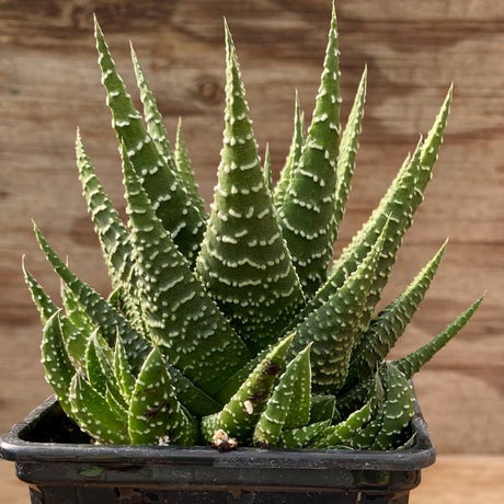 Little Zebra Plant, Thimble Cactus, and String of Pearls 3 Pack - Nature Hills Nursery - 3 Pint Pack - 