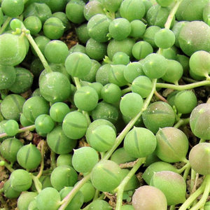 Little Zebra Plant, Thimble Cactus, and String of Pearls 3 Pack - Nature Hills Nursery - 3 Pint Pack - 