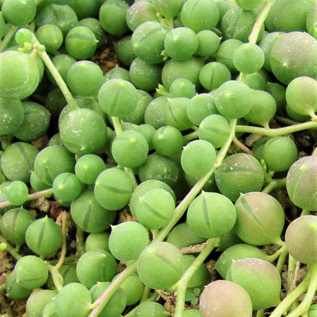 Little Zebra Plant, Thimble Cactus, and String of Pearls 3 Pack - Nature Hills Nursery - 3 Pint Pack - 