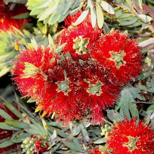 Little John Dwarf Bottlebrush up close