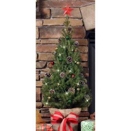 Live Christmas Tree - Nature Hills Nursery - #2 Container - 