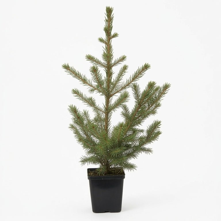 A detailed product photograph of a small, live Picea glauca 'Conica' (Dwarf Alberta Spruce) tree, densely covered with fine green needles and featuring a perfectly conical shape, presented in a simple black plastic quart nursery pot against a seamless white background, ideal for container gardening and small spaces.