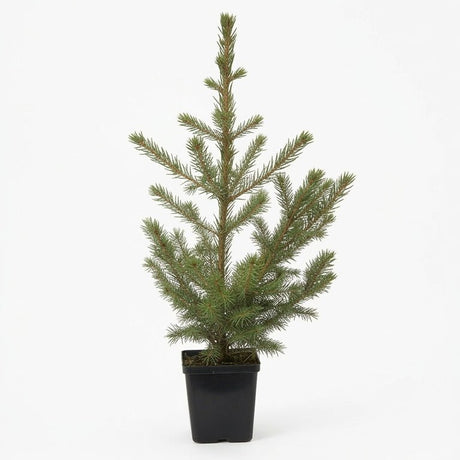A detailed product photograph of a small, live Picea glauca 'Conica' (Dwarf Alberta Spruce) tree, densely covered with fine green needles and featuring a perfectly conical shape, presented in a simple black plastic quart nursery pot against a seamless white background, ideal for container gardening and small spaces.